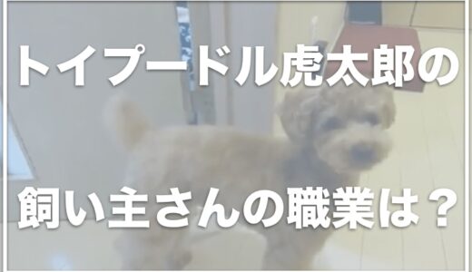 トイプードルの虎太郎にはアンチがいる！？飼い主ママ・パパさんの顔や収入を調査！