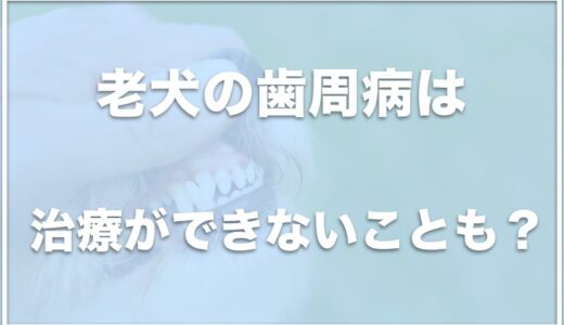 犬の歯周病が重度なら老犬の治療は不可能？症状や治療費用の保険適用はできるか調査！