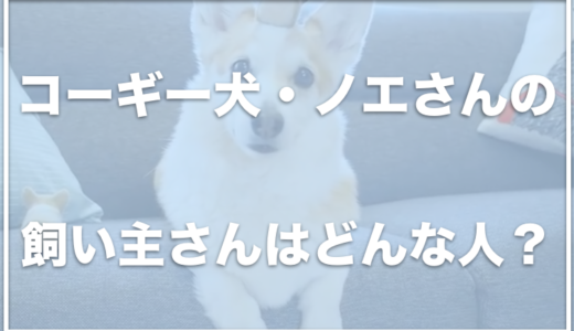 コーギー犬ノエルは北海道のどこに住んでいる？飼い主さん(ママ)はどんな人なの？