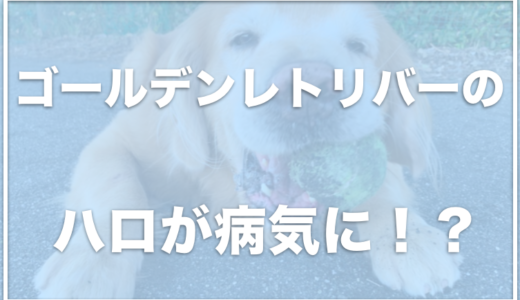 ゴールデンレトリバーのハロが病気に！？キッカが嫁で飼い主は二宮祥平？