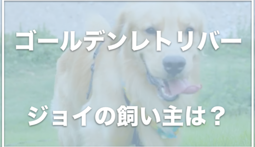 ゴールデンレトリバージョイ家の奥さん(ママさん)はモデル！？ドッグフードが凄すぎると話題に…。