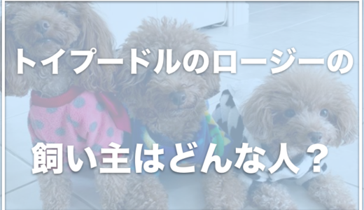 トイプードルのロージーの飼い主さんの仕事は？出産の動画が感動？