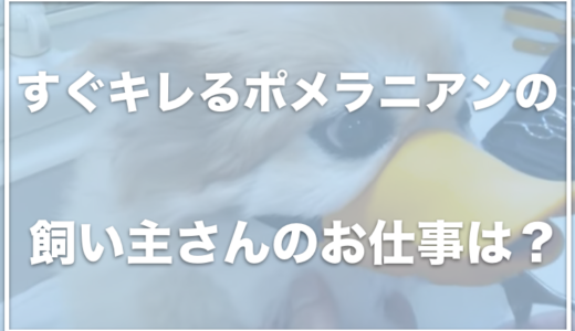 すぐキレるポメラニアン・コタは常同障害！？飼い主のお仕事は？大好きなしょうちゃんって誰？