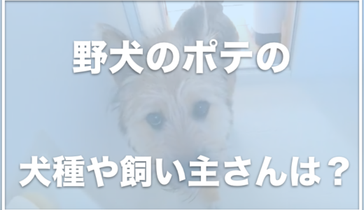 ベーコン家のポテ(野犬のポテ)の飼い主に批判！？北海道に住んでる？犬種を調査！