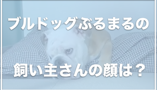 ブルドッグぶるまるの飼い主の顔やお仕事は？名前はノブちゃんで女性？