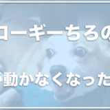 コーギーちろの飼い主は鈴木智呂さん？ちろの足が動かなくなった！？