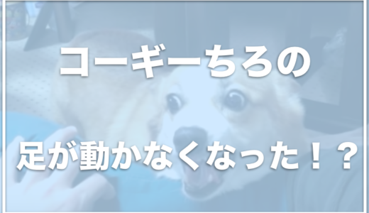 コーギーちろの飼い主は鈴木智呂さん？ちろの足が動かなくなった！？