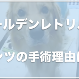 ゴールデンレトリバー・ベンツの飼い主は福岡に住んでる？手術した理由は何だった！？