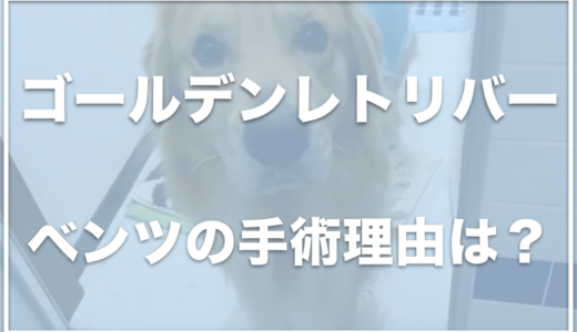 ゴールデンレトリバー・ベンツの飼い主は福岡に住んでる？手術した理由は何だった！？