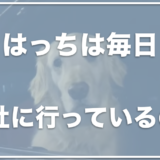 ゴールデンレトリバーはっちの飼い主の顔と仕事は？はっちも会社に行ってるの？