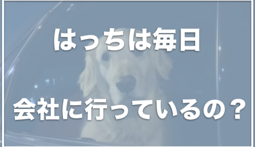 ゴールデンレトリバーはっちの飼い主の顔と仕事は？はっちも会社に行ってるの？