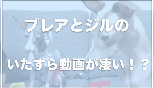 おしりのつむじのブレアとジルの飼い主の顔は？仕事は何なのか調査！