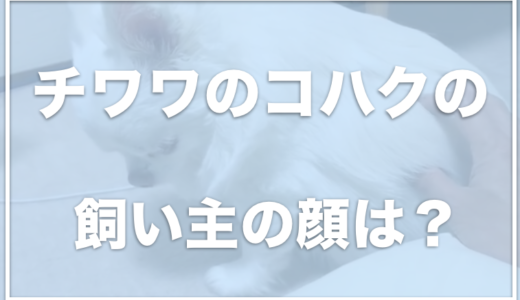 あくまでチワワチャンネル・コハクの飼い主の顔は？怒る様子が可愛いと話題