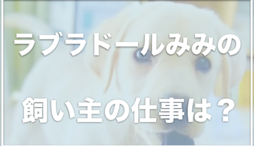 みみスタジオ(ラブラドールレトリバーみみ)の飼い主の顔と仕事は？過去には手術も受けていた？