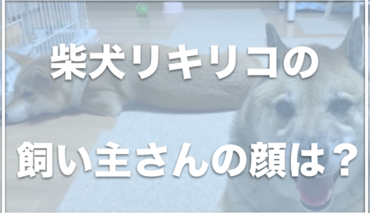 柴犬リキリコは保護犬？飼い主は顔出ししている？お仕事は何なのかも調査！