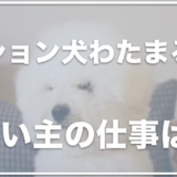 ビジョンフリーゼわたまるの飼い主の顔は？仕事は何をしているのか調査！