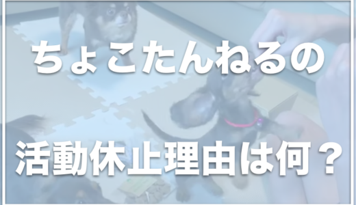 ちょこたんねるの飼い主の顔は？YouTubeを休止した理由は何？