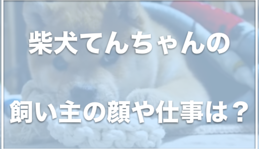 京柴てん(柴犬てんちゃん)は京都在住！飼い主の顔や仕事は何？病気で手術したって本当？