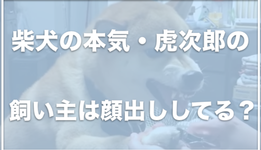 柴犬の本気(虎次郎)の飼い主の仕事や顔は？脱走したって本当！？