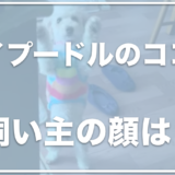 トイプードルのココとひでひーでの飼い主(パパさん)の顔は？頭突きがすごい！？