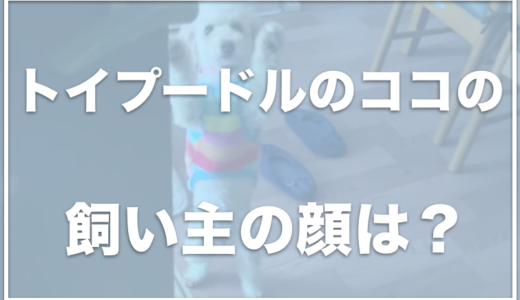 トイプードルのココとひでひーでの飼い主(パパさん)の顔は？頭突きがすごい！？