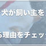 犬が飼い主を掘る・股の間を掘る理由は何？穴掘りをやめさせる対策やグッズを紹介！