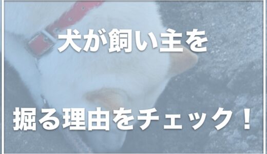 犬が飼い主を掘る・股の間を掘る理由は何？穴掘りをやめさせる対策やグッズを紹介！