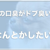 老犬の口臭がドブ臭い！病気の可能性もある？犬の口がうんこ臭いのも要注意！