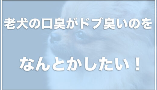 老犬の口臭がドブ臭い！病気の可能性もある？犬の口がうんこ臭いのも要注意！