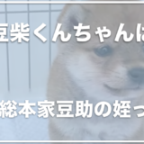 豆柴くんちゃんの飼い主の顔は？和風総本家21代目豆助の姪っ子だった！？