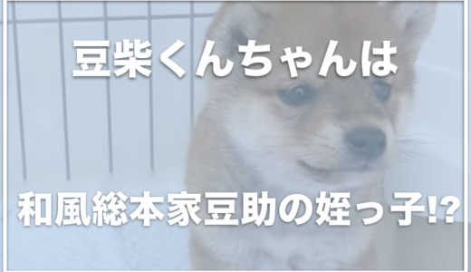 豆柴くんちゃんの飼い主の顔は？和風総本家21代目豆助の姪っ子だった！？