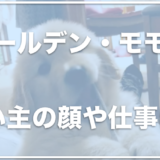 ゴールデンレトリバーのMOMO(モモ)の飼い主の顔は？仕事は何なの？