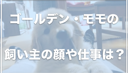 ゴールデンレトリバーのMOMO(モモ)の飼い主の顔は？仕事は何なの？