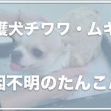 保護犬チワワ・ムギの飼い主の顔は？原因不明のたんこぶができた！？