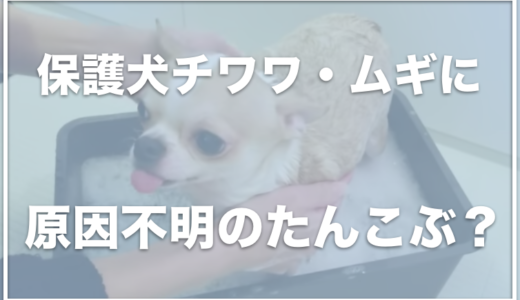 保護犬チワワ・ムギの飼い主の顔は？原因不明のたんこぶができた！？