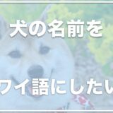 ハワイ語の名前をペット・犬につけたい人必見！オス・メスごとのオススメな名前はこちら！