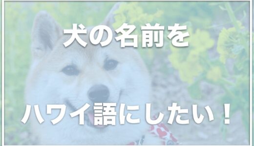 ハワイ語の名前をペット・犬につけたい人必見！オス・メスごとのオススメな名前はこちら！