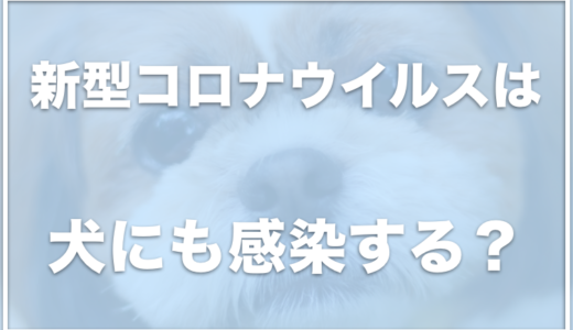 コロナウイルスは犬も感染する！？症状・対処法や検査方法・除菌薬をチェック！