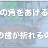 鹿の骨・鹿の角は犬に危険！？食べると歯が折れる・下痢の事例もアリ