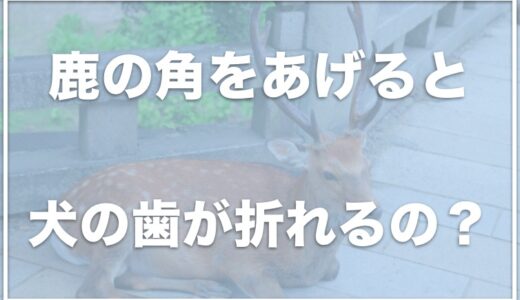 鹿の骨・鹿の角は犬に危険！？食べると歯が折れる・下痢の事例もアリ