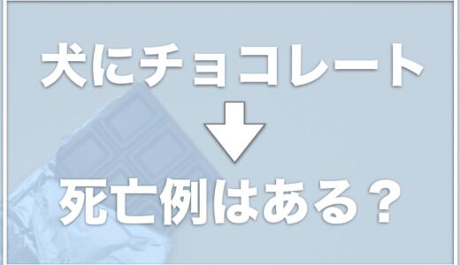 犬がチョコレートで死んだ死亡例はある？食べたけど少量なら大丈夫は嘘？後遺症があるかについても調査！