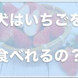 犬はいちごを食べれるし寿命をのばす？子犬はいちごをいつから食べていい？いちご中毒の症状も紹介！