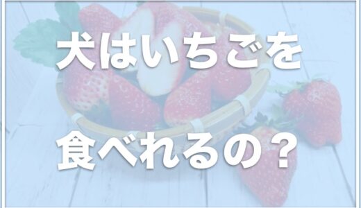 犬はいちごを食べれるし寿命をのばす？子犬はいちごをいつから食べていい？いちご中毒の症状も紹介！