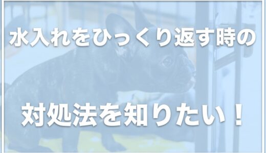 犬が水入れをひっくり返す対処法！水をこぼす場合の対策や水飲み器でこぼれないものはこちら！