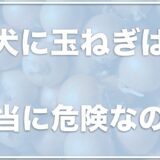 犬は玉ねぎで死んだ例はある？致死量は？食べてしまったけど少量なら大丈夫かも調査！