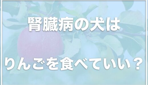 犬が腎臓病でもりんごを食べてもいい？下痢やアレルギー症状はあるのか調査！