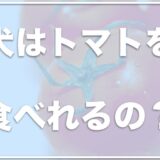 犬にトマトは肝臓や腎臓にいい？生で食べていいの？トマトのヘタを食べた場合どうするかも調査！