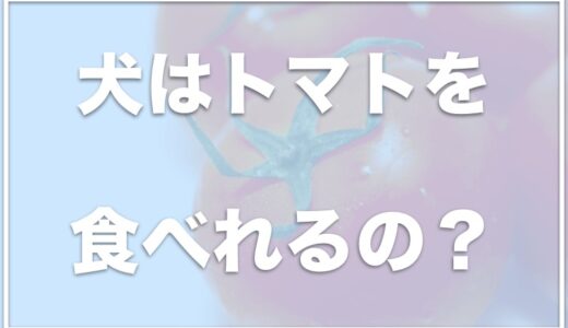 犬にトマトは肝臓や腎臓にいい？生で食べていいの？トマトのヘタを食べた場合どうするかも調査！