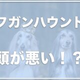 アフガンハウンドはイケメンだけど頭が悪いの？短毛の子犬が可愛すぎるとSNSで話題に！