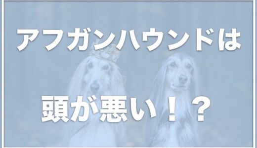 アフガンハウンドはイケメンだけど頭が悪いの？短毛の子犬が可愛すぎるとSNSで話題に！